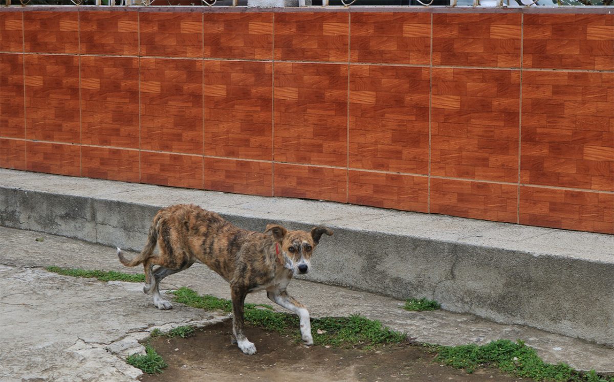 Image of dog walking on side walk looking at camera, with an orange brick wall in background