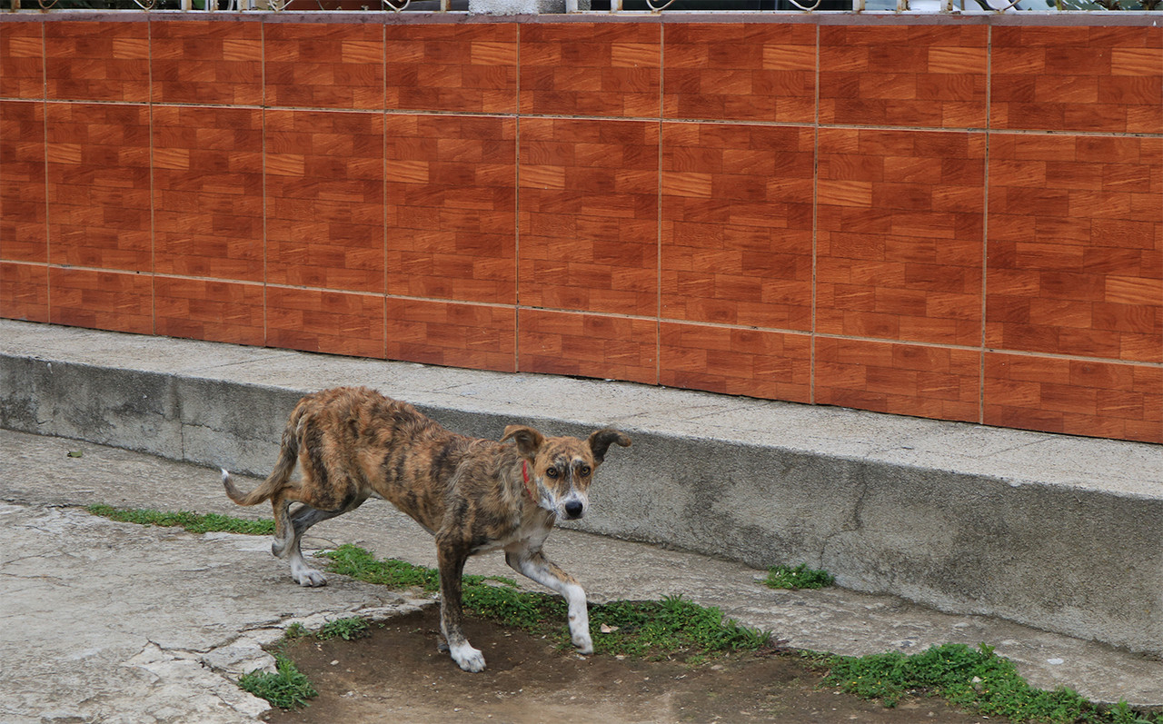 Image of dog walking on side walk looking at camera, with an orange brick wall in background