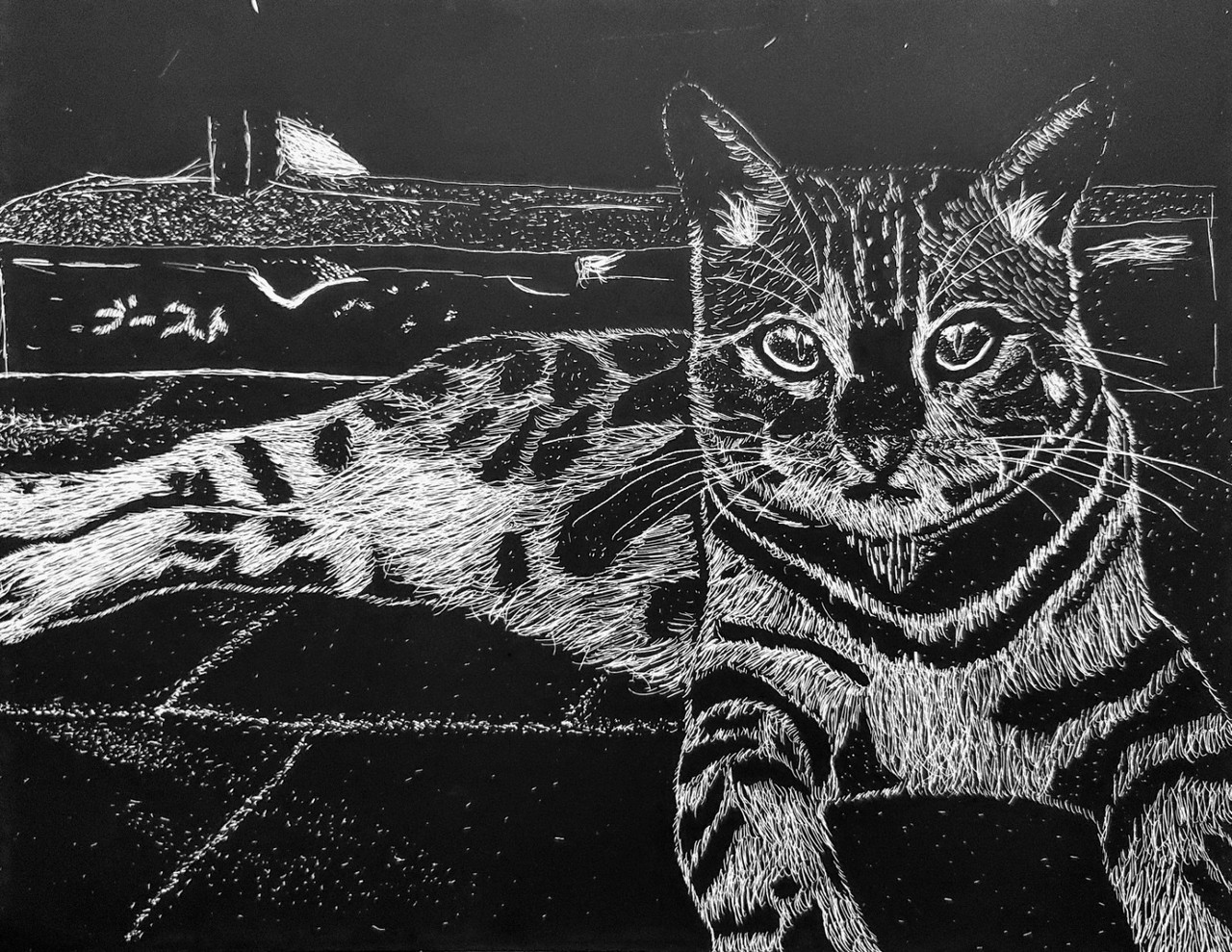 Scratchboard drawing of a cat laying on its side.