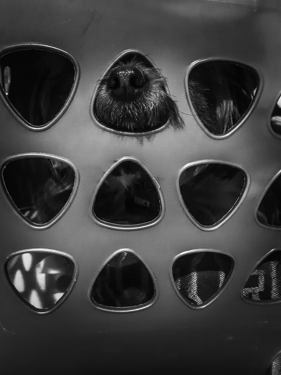 Black and white photograph of a dog inside of a laundry basket
