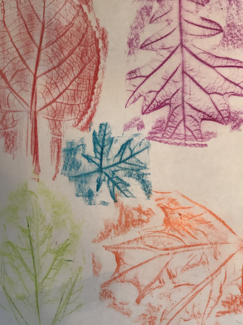 Rubbing of 5 leaves in red, purple, green, yellow, and orange.