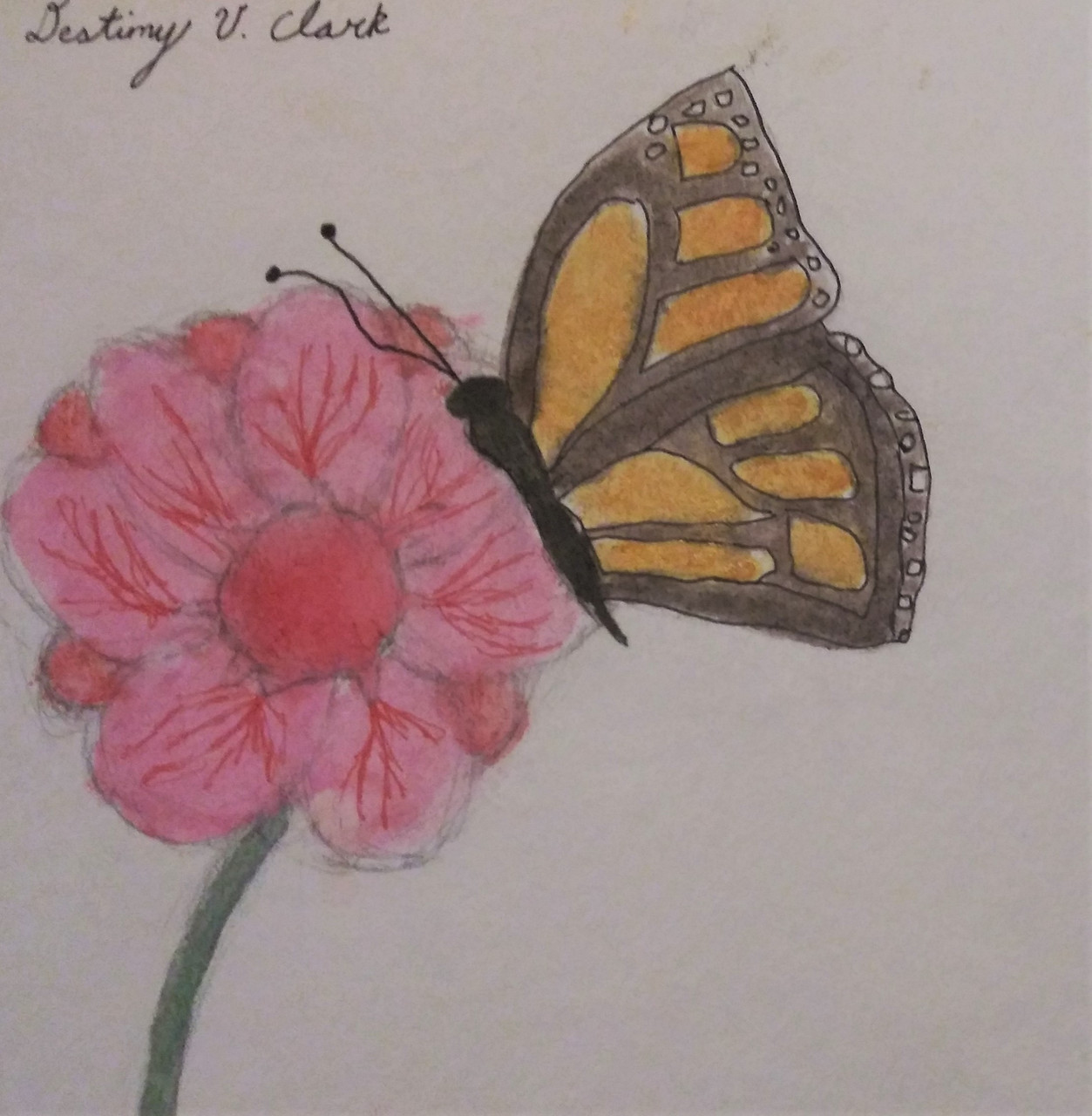 butterfly and flower