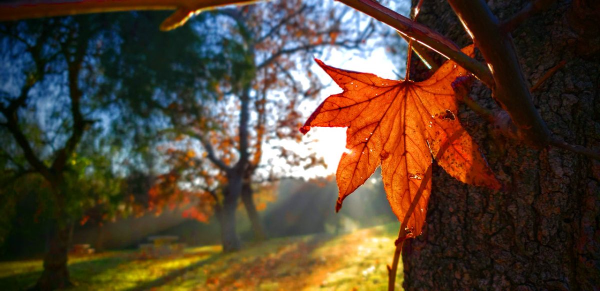 Photograph of orange fall leaf on tree.
