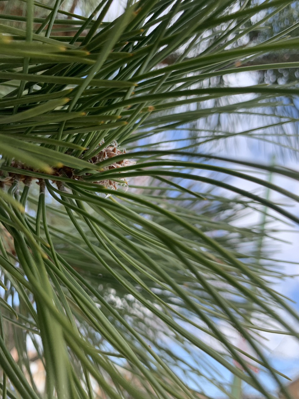 detail of needles on pine tree