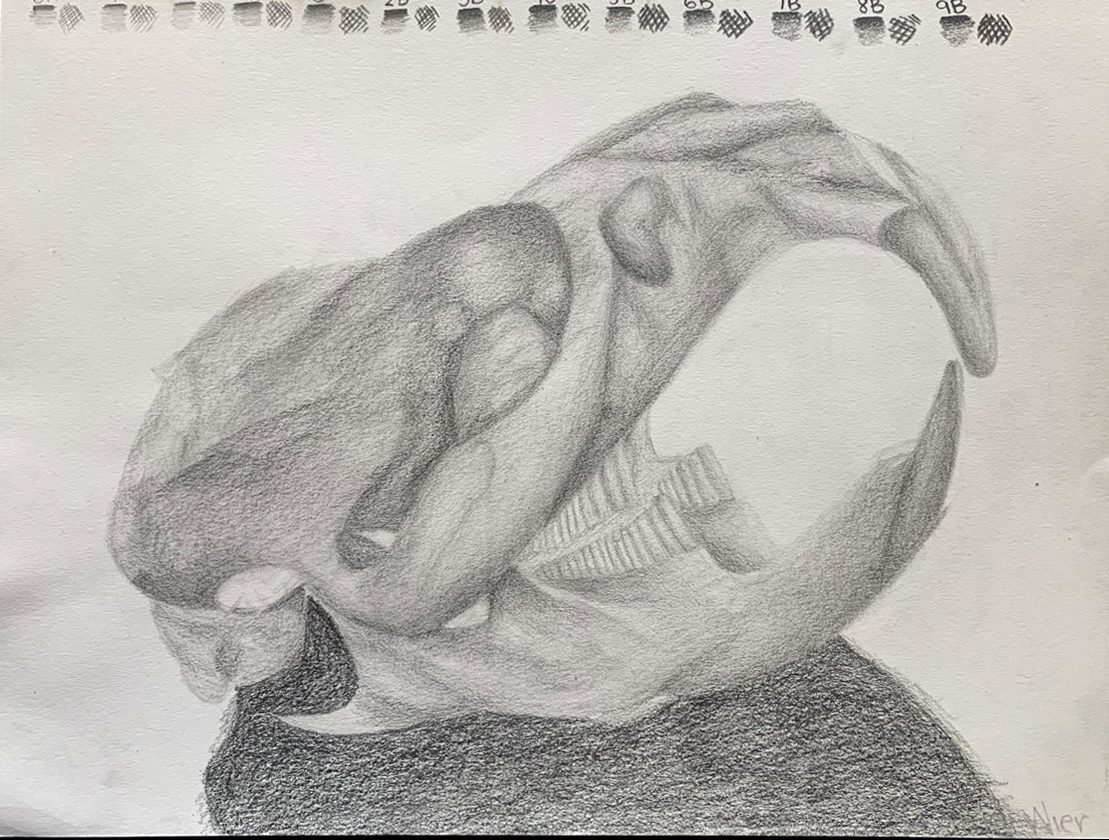 Black and white drawing of animal skull