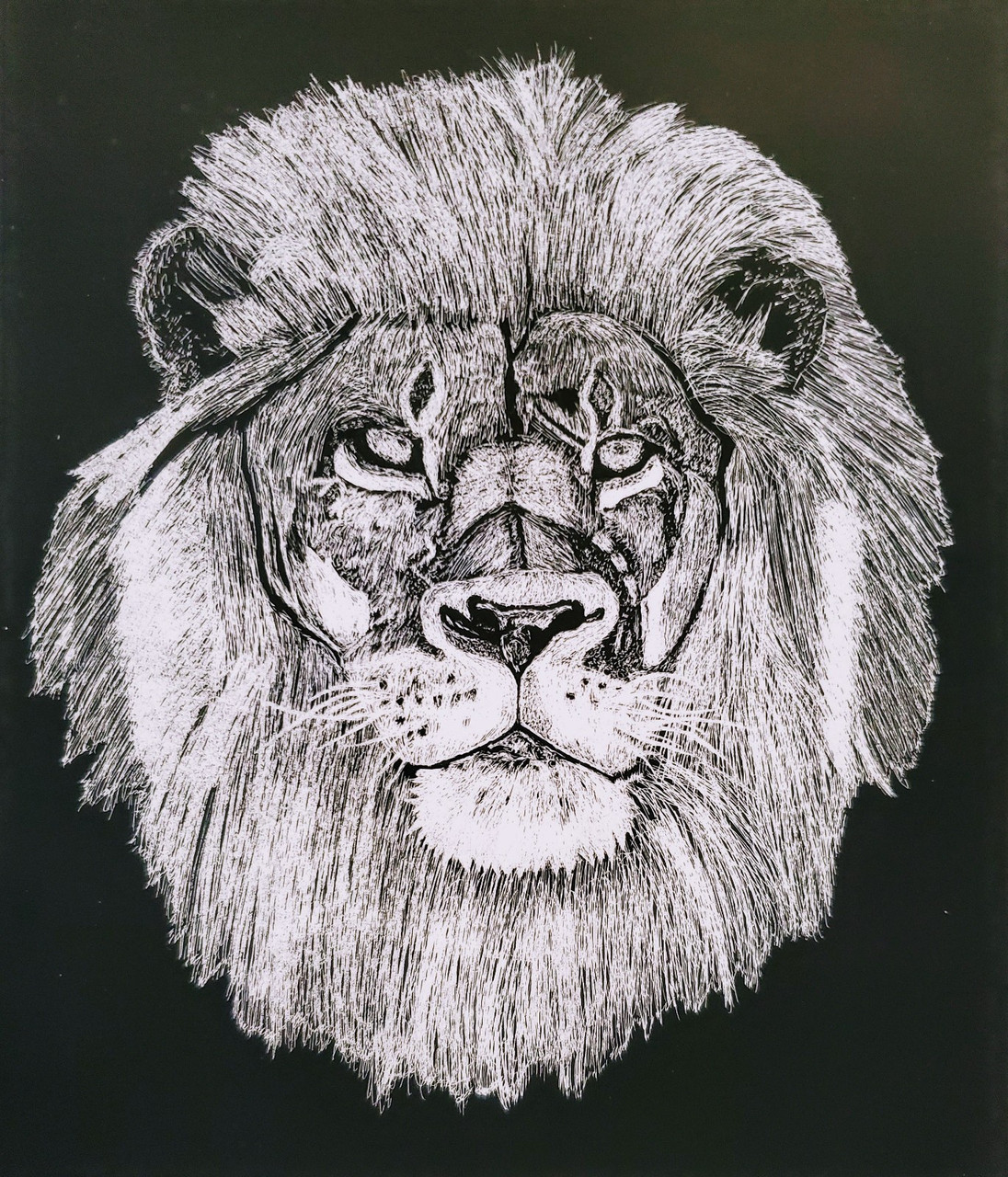 Scratchboard illustration of lion