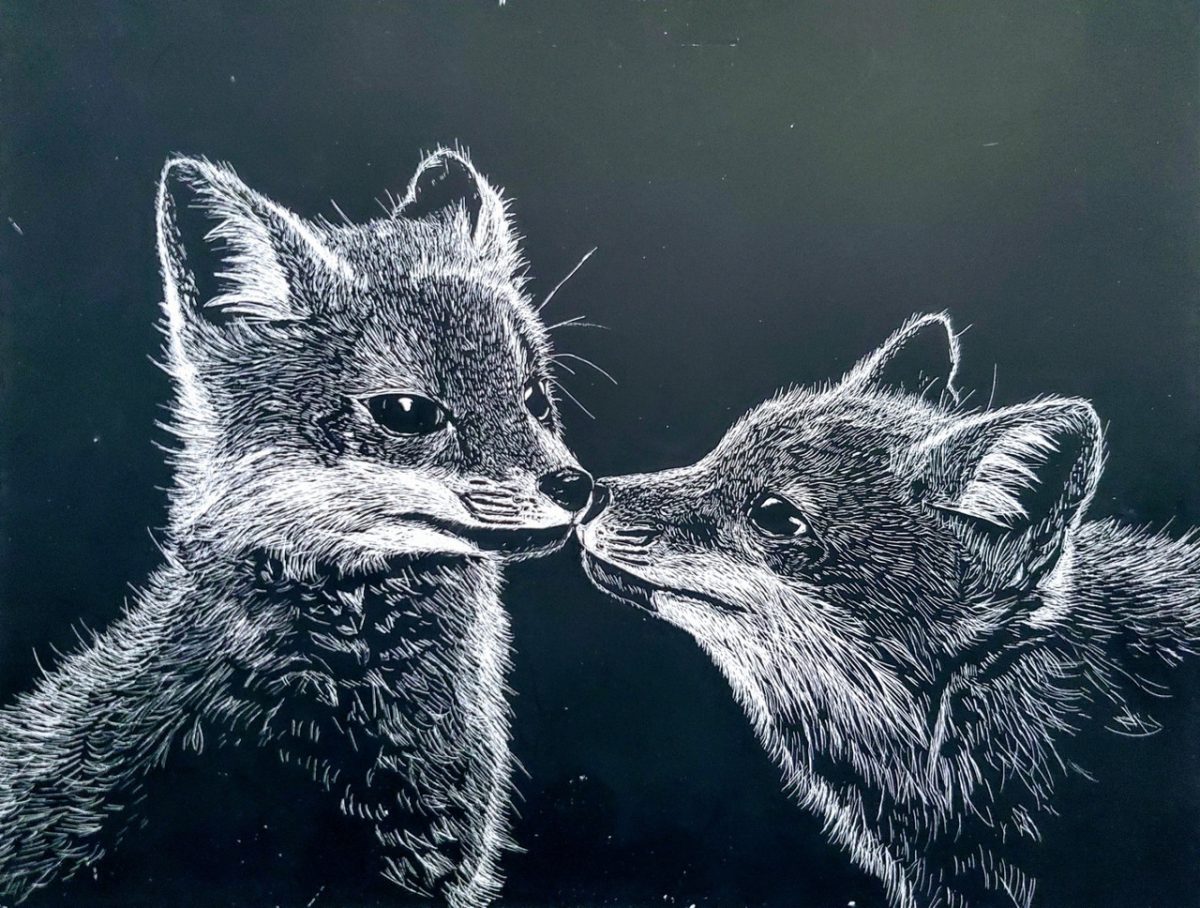 Scratchboard illustration of two foxes with noses touching