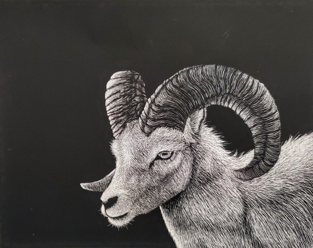 Scratchboard illustration of ram's head and shoulders, side view.