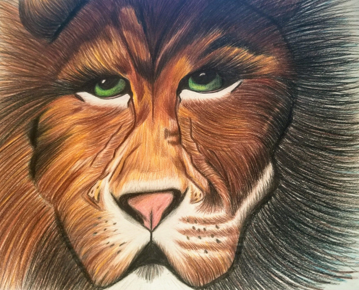 Detailed color pencil drawing of a tiger.