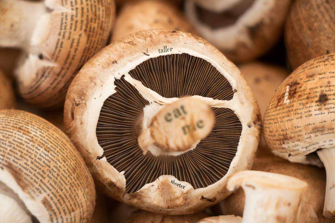 Image of mushrooms with Alice in Wonderland text on them.