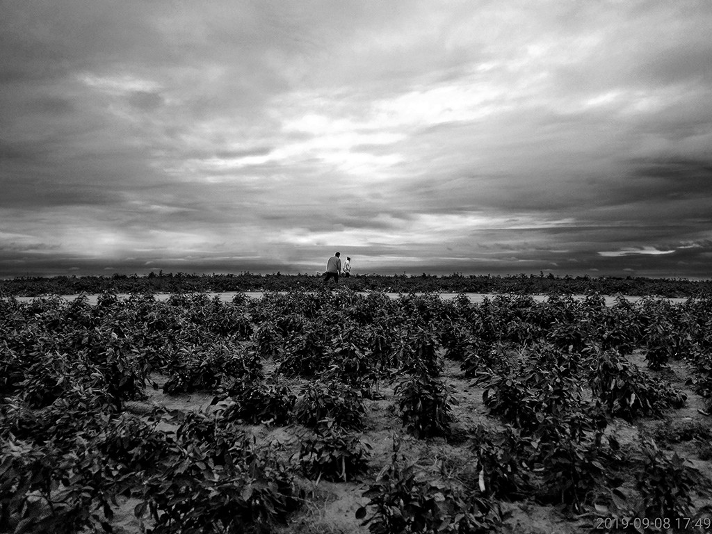 Black and white photograph of person in crop field.