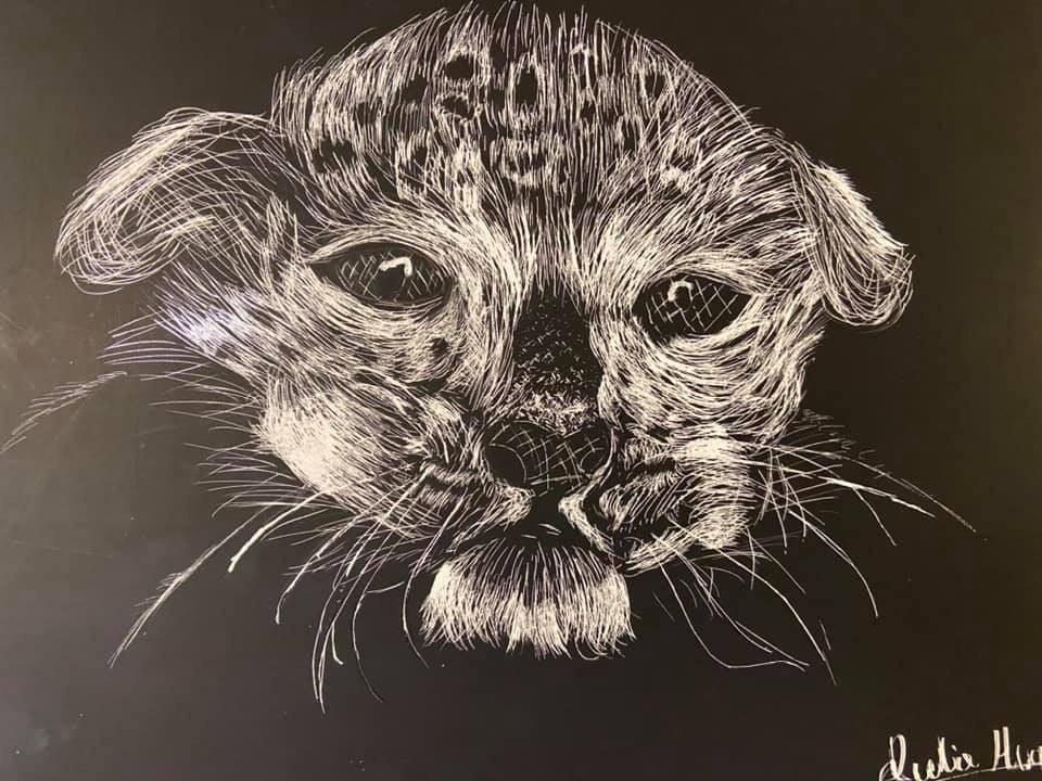 scratch board cub