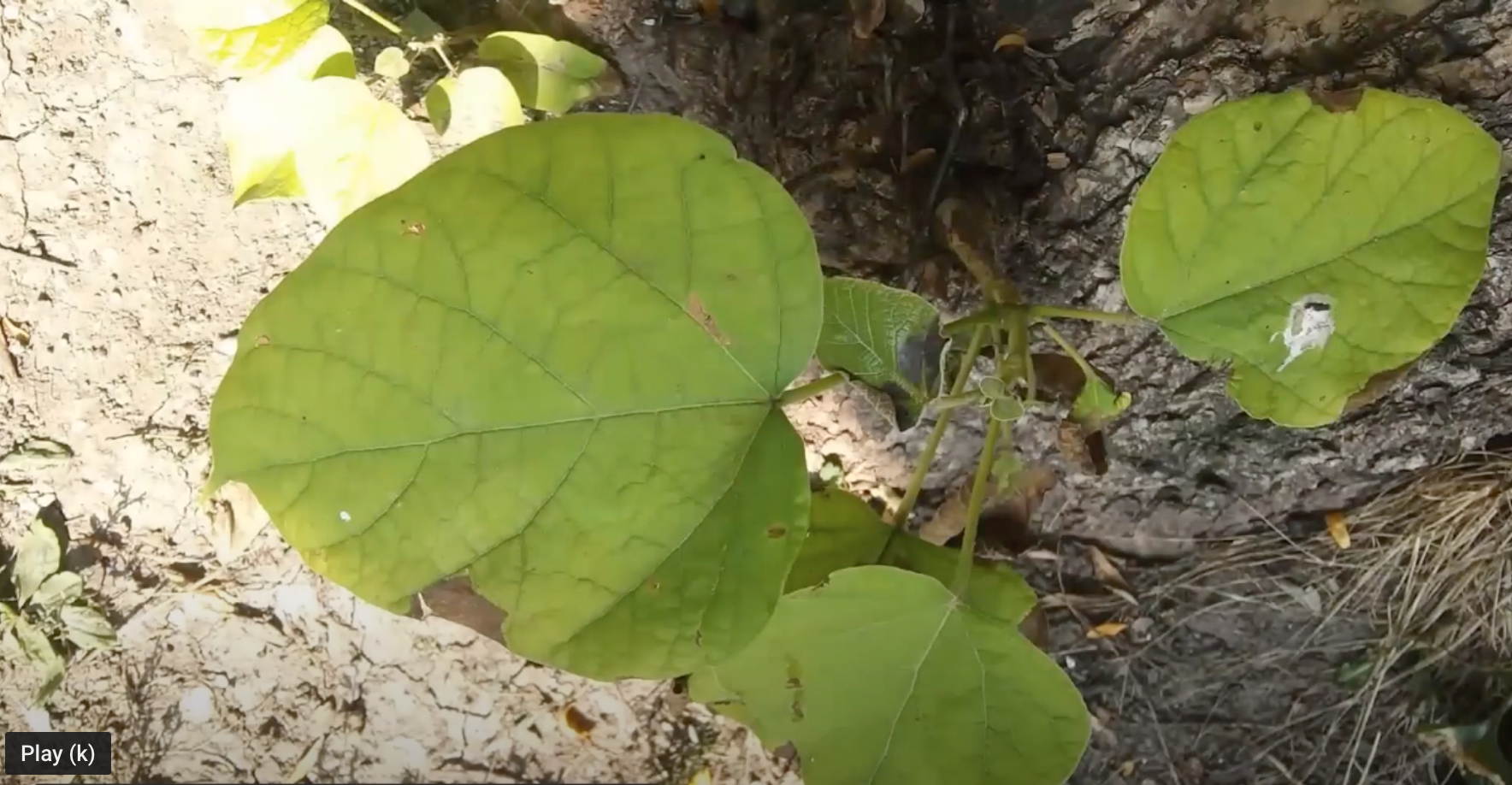 A Found Footage Video.