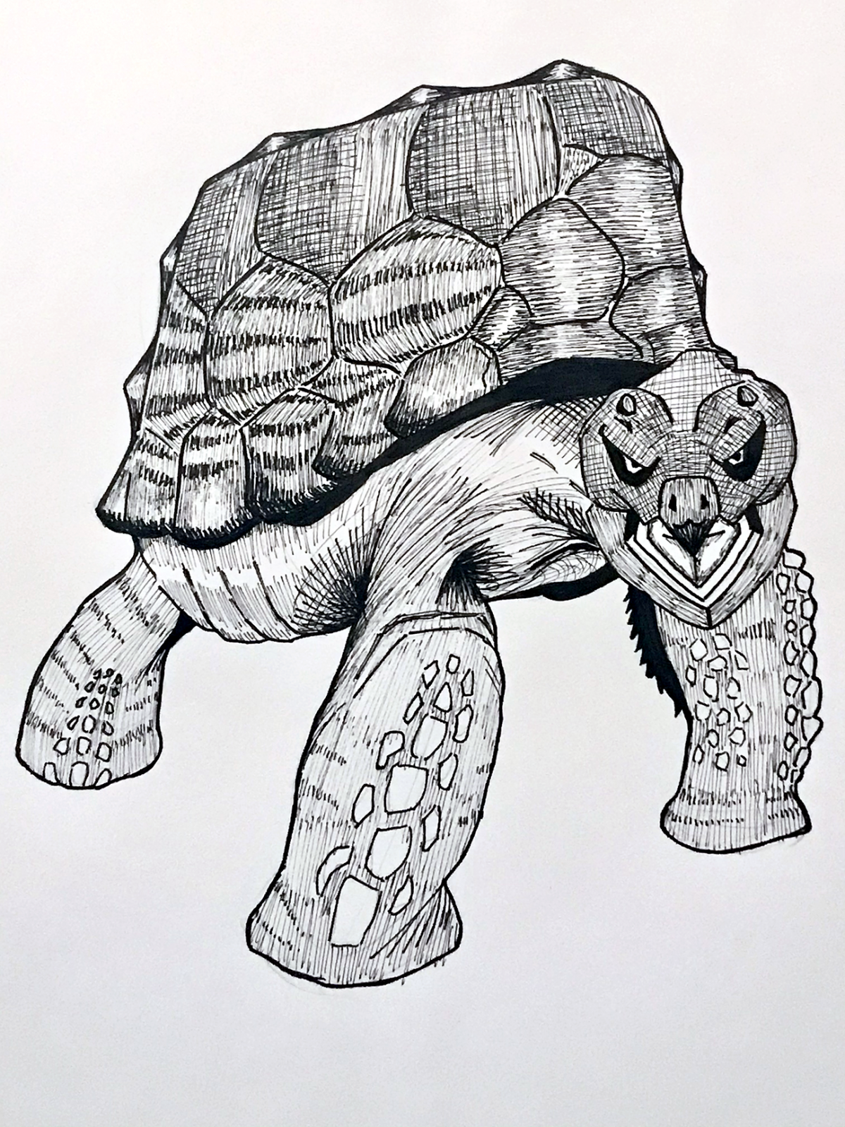 turtle