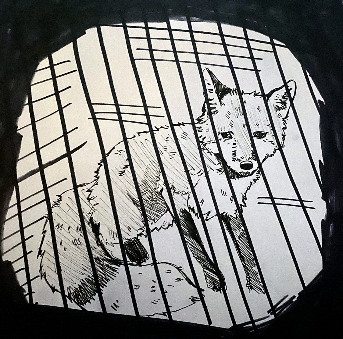 fox in a cage