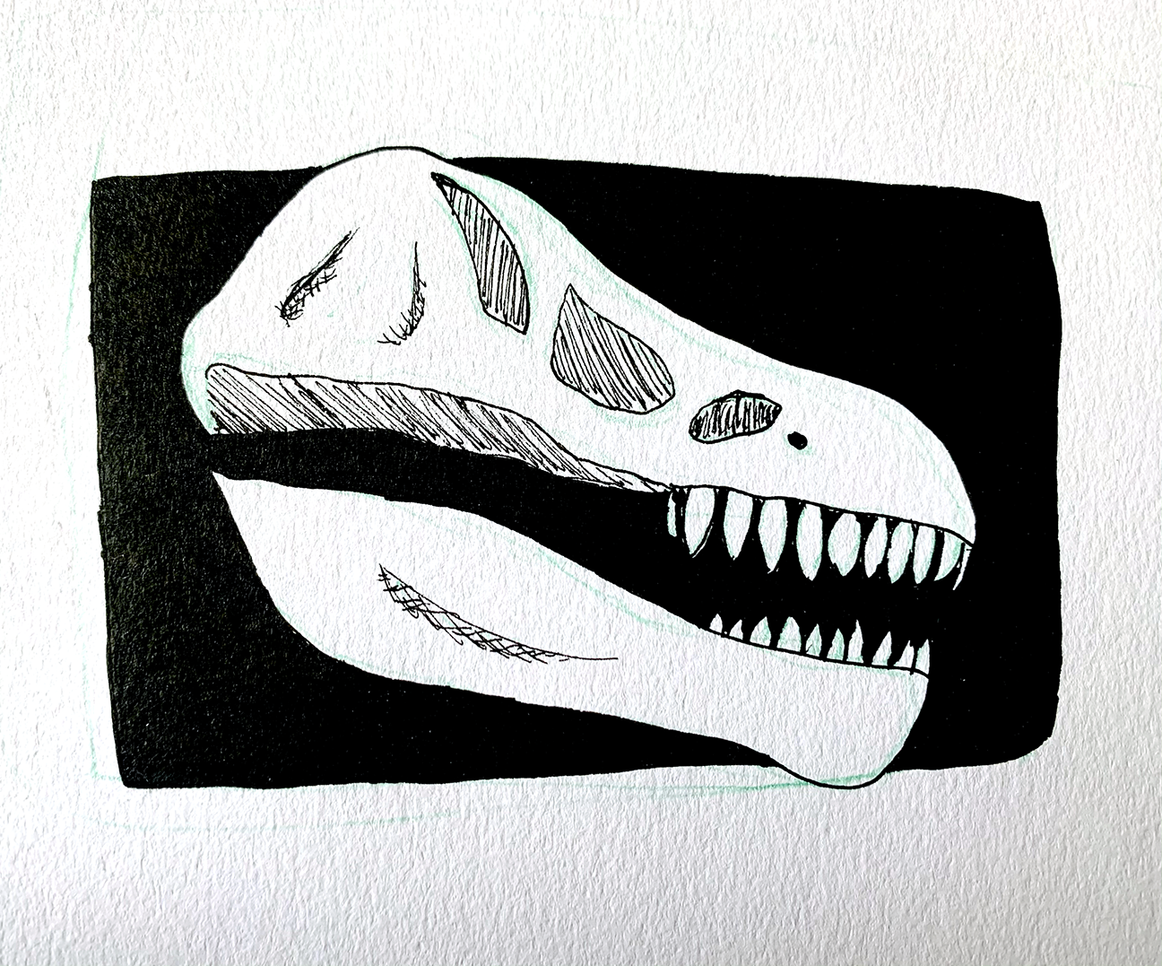 dinosaur skull