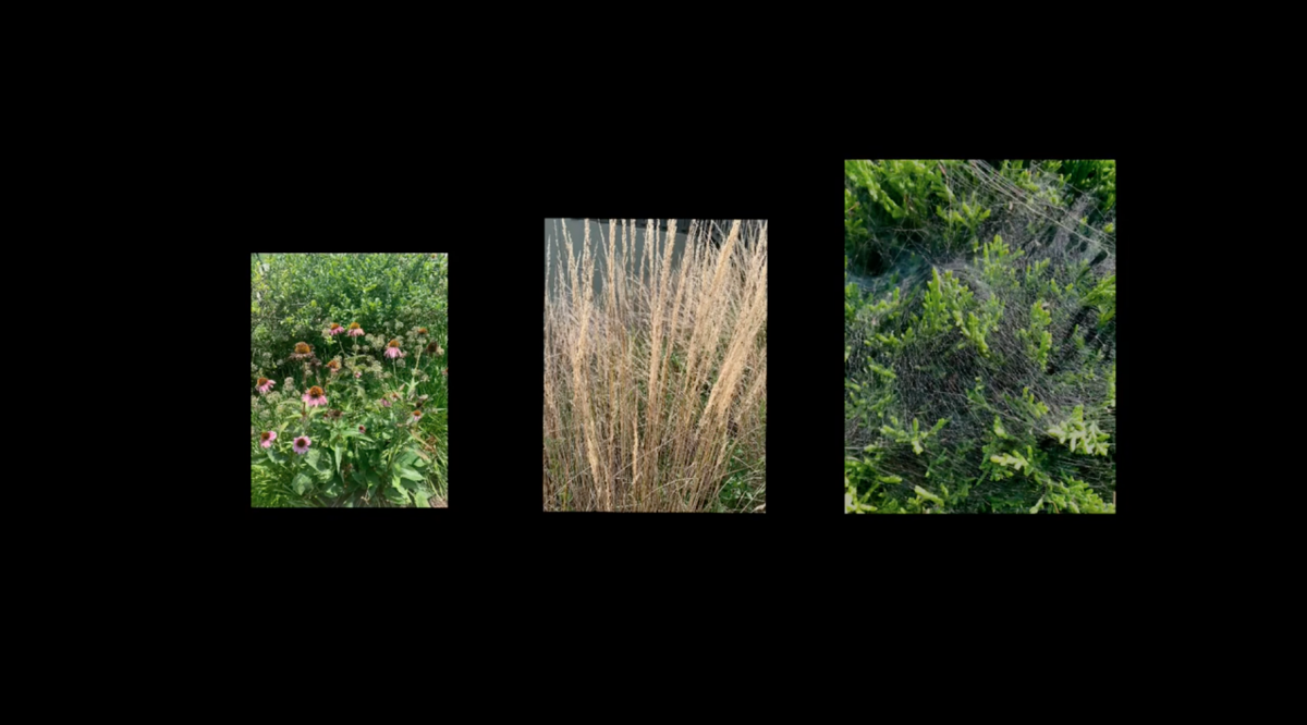 A Found Footage Video.