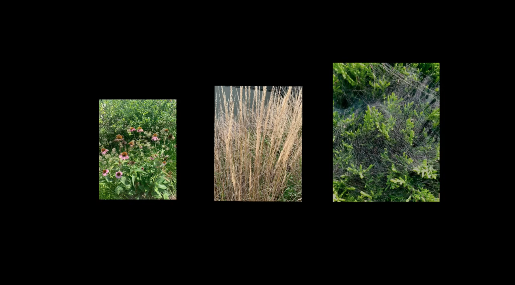 Alexis Thomas: Image & Sound