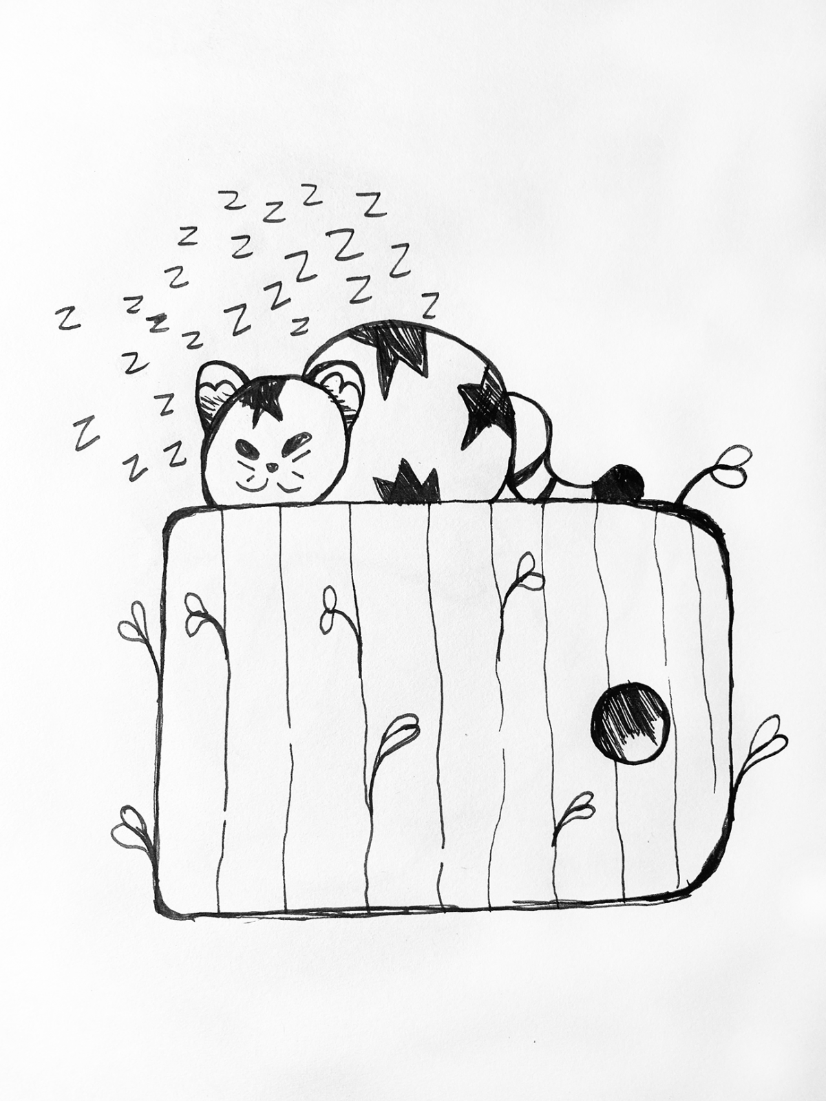 cat sleeping on a box