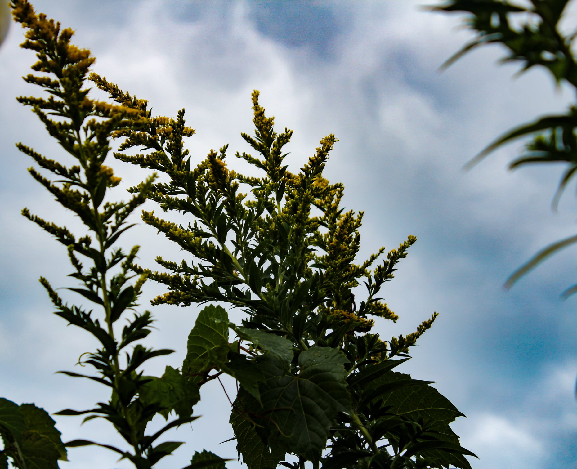 Photograph of plant looking up at blue sky