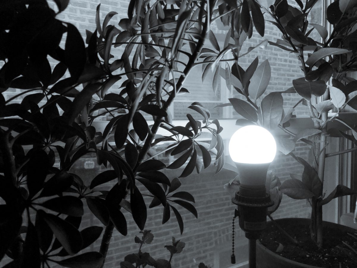 A black-and-white photo of a light shining amidst an overgrowth of houseplants, next to a window facing an opposite apartment building.