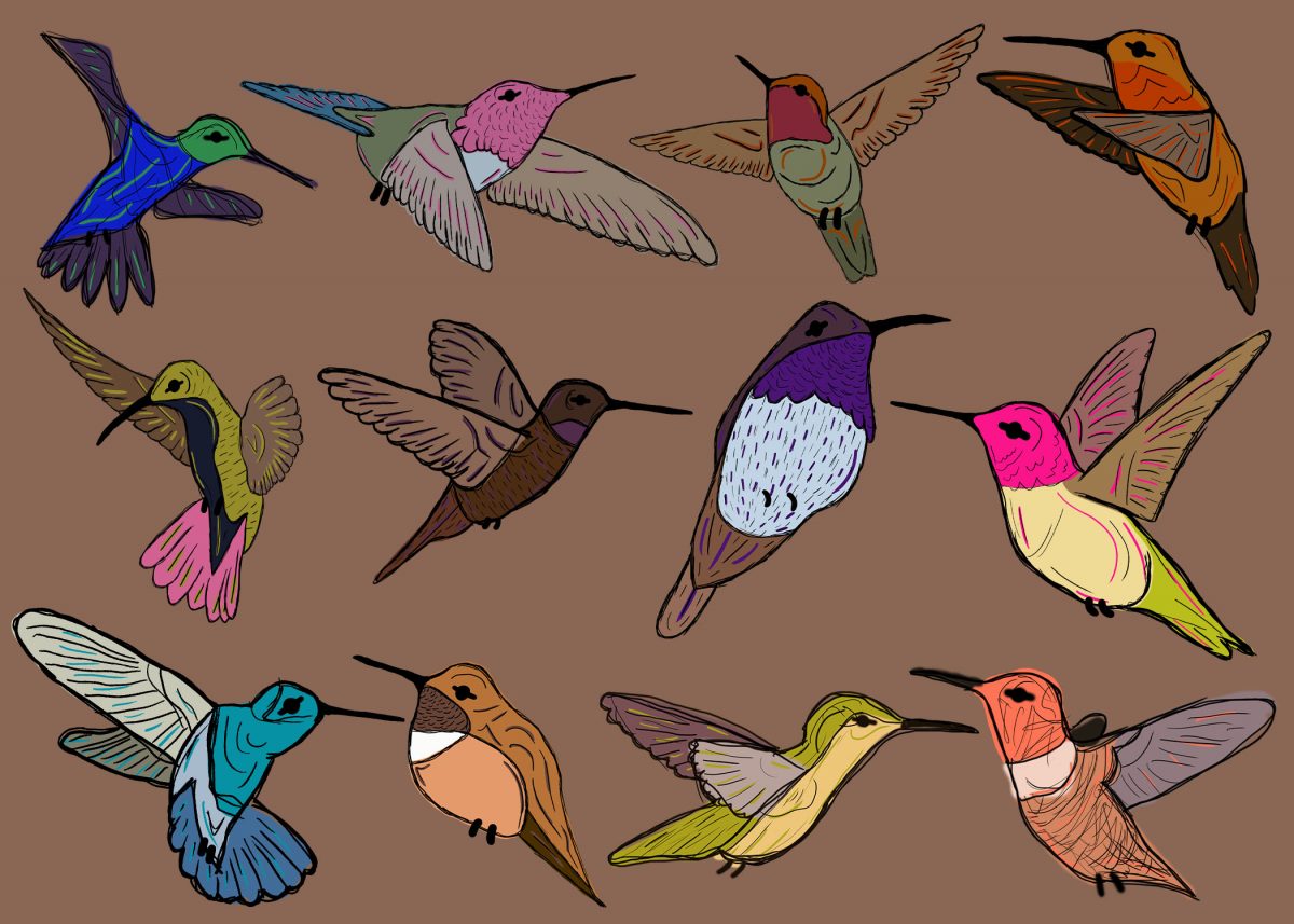 Digital drawing of brightly colored birds on a brown background. Three rows, each with four birds in flight, fill the page.