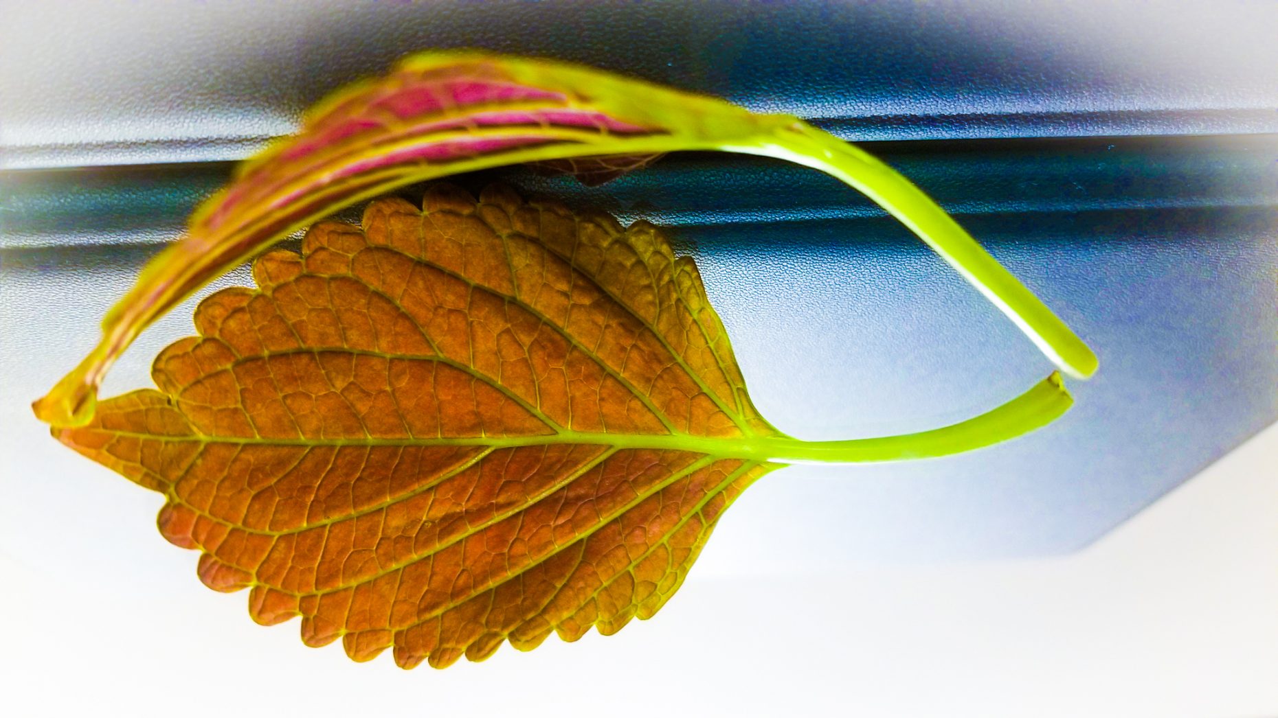 Close-up image of a leaf and its reflection arched above it.
