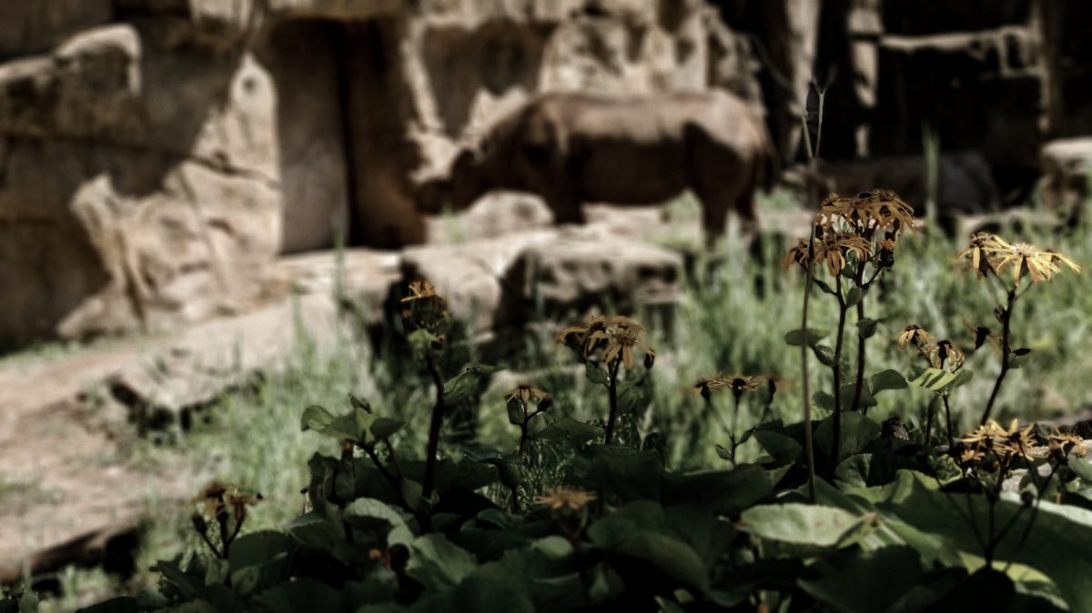 Photo of a rhino at zoo