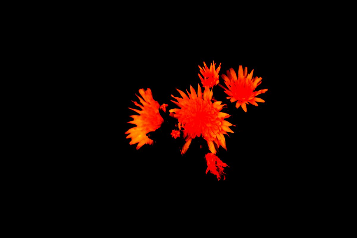 Photograph: five bright red and orange flowers with pointy petals are center against a black background.