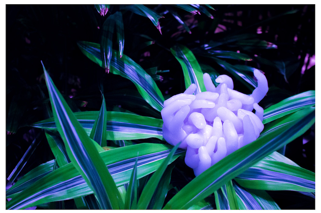 A clump of light purple fingers reaching up out of the center of a plant.