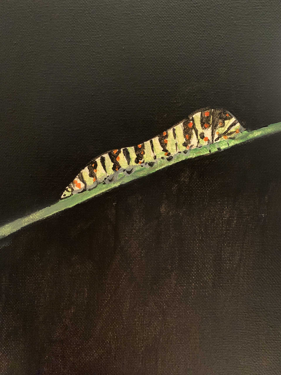 A yellow and black caterpillar with a black background