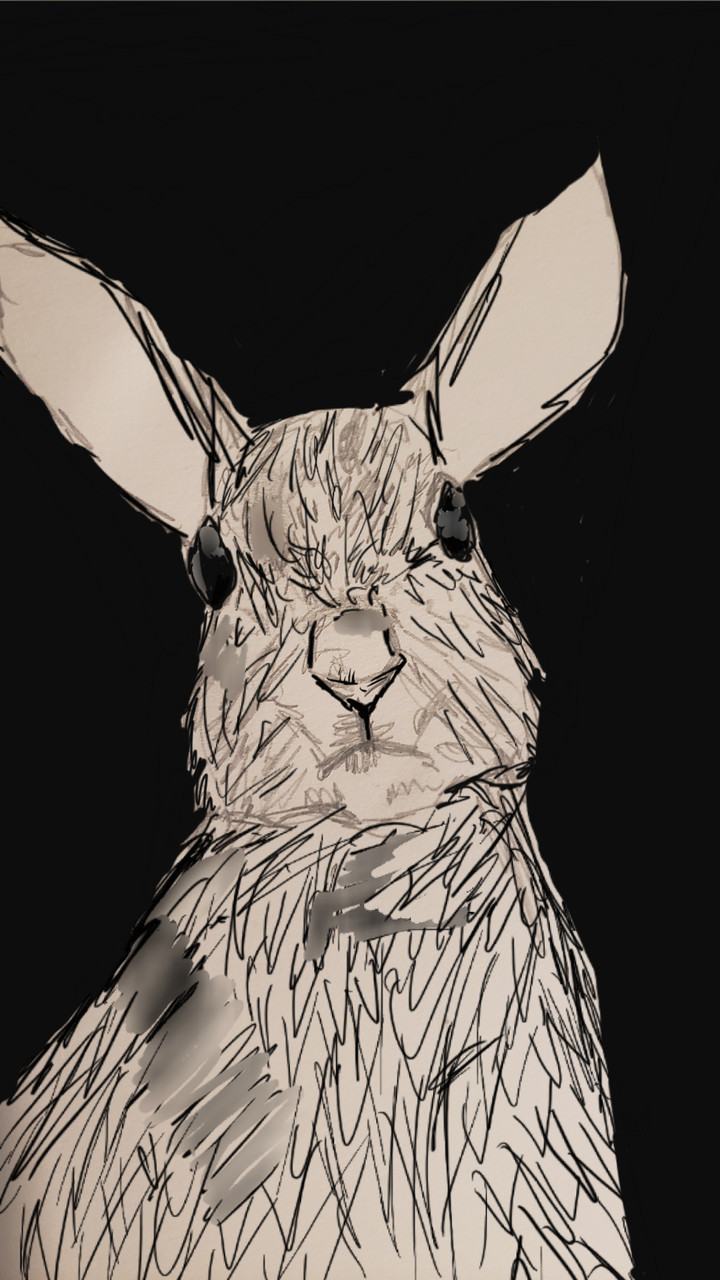 Pen and Ink drawing of a rabbit with a black background