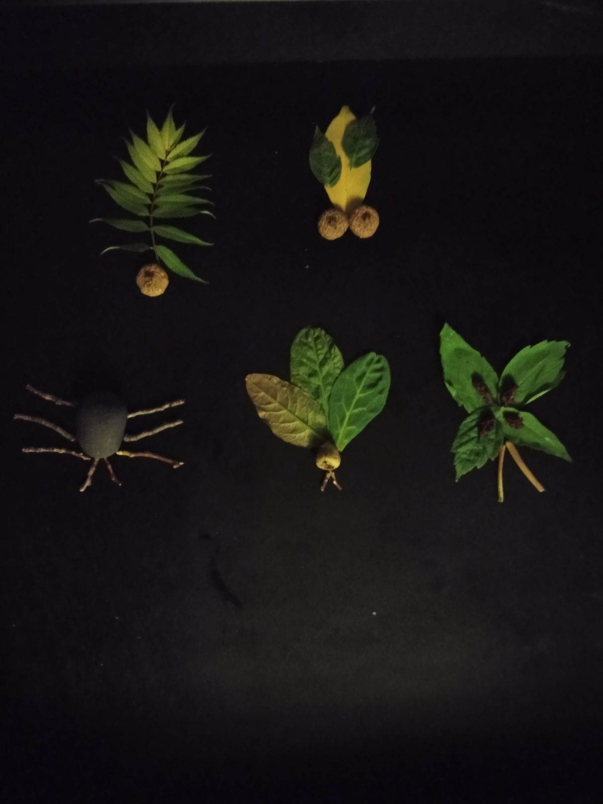 Photograph of seeds and leaves arranged in shapes