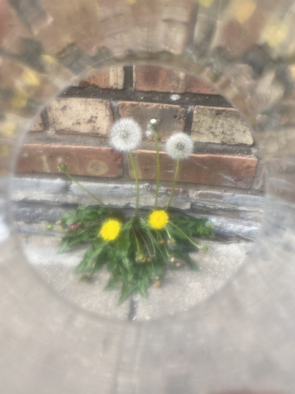 Photo of dandelions