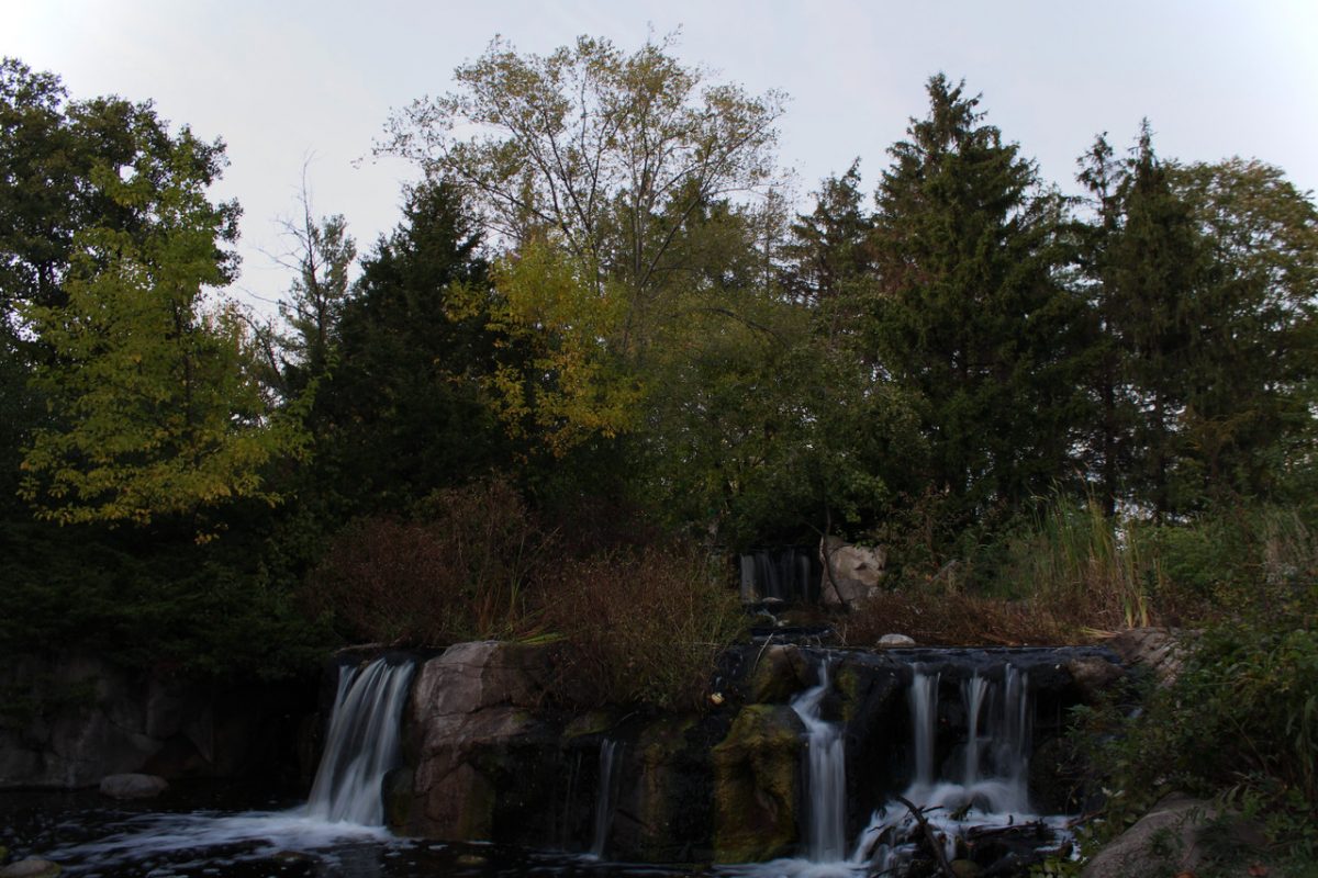 A photograph of trees and some little waterfalls.