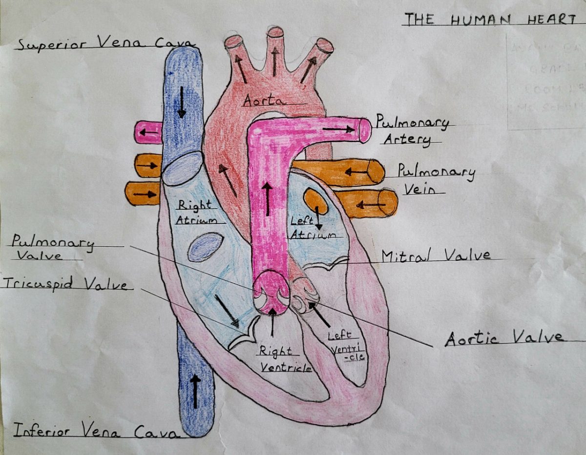 Detailed and labeled anatomical drawing of a human heart