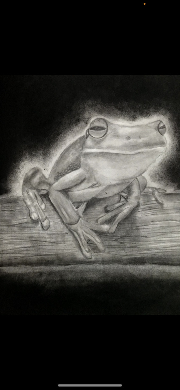 drawing of a frog