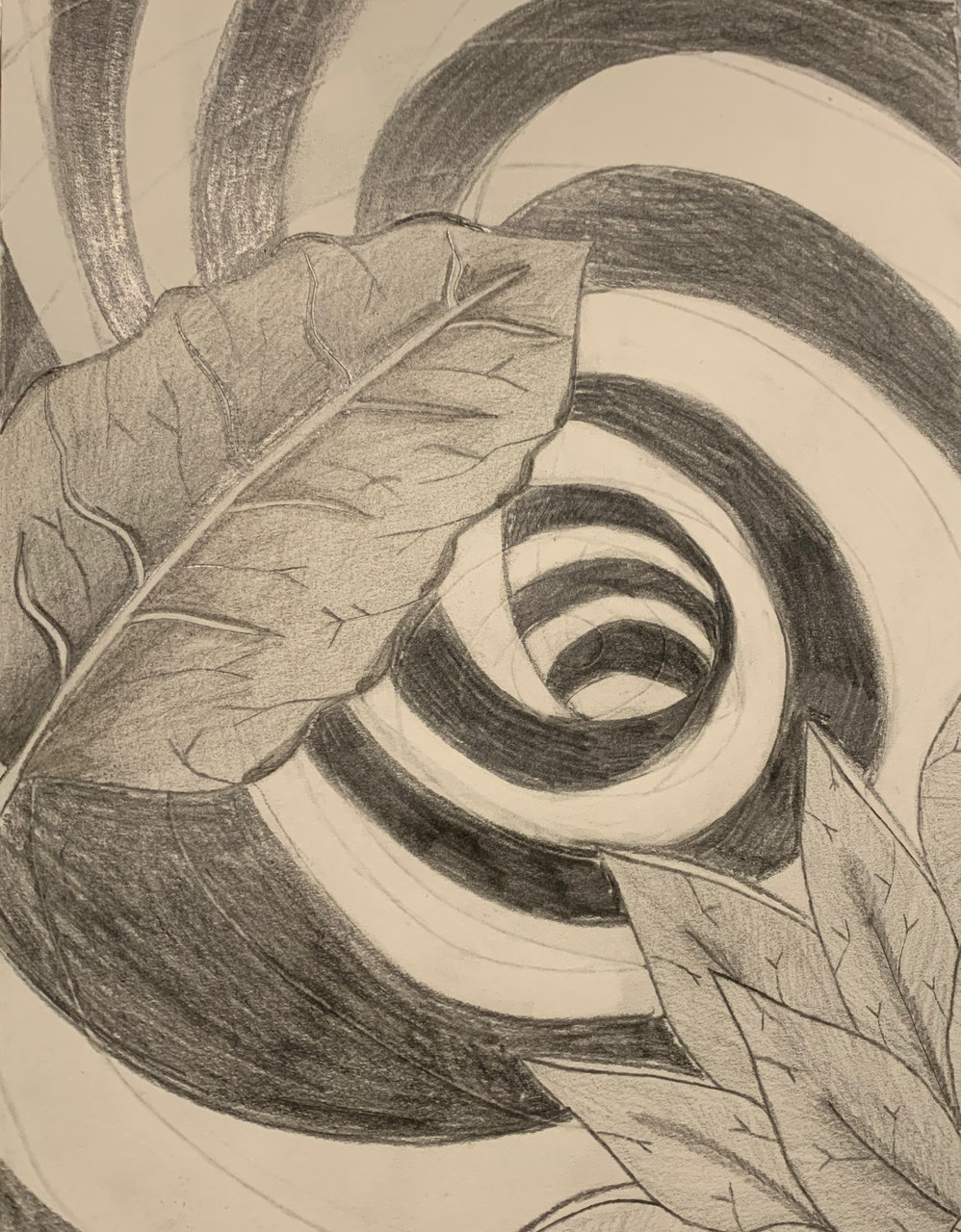 Pencil drawing of spiral and leaves.