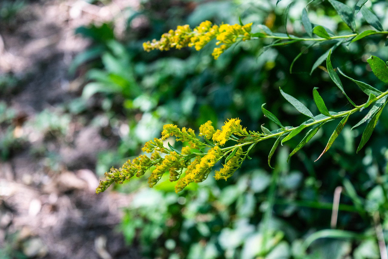 Photograph of tiny yellow flowers