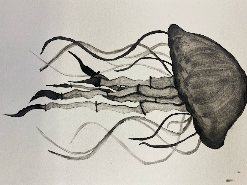 black and white charcoal drawing of a jellyfish