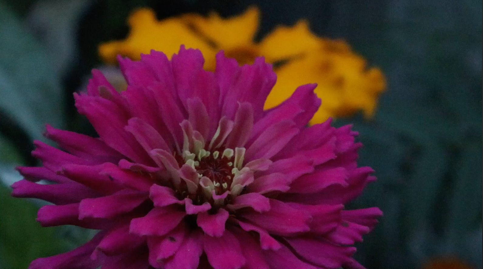 Photo of two flowers