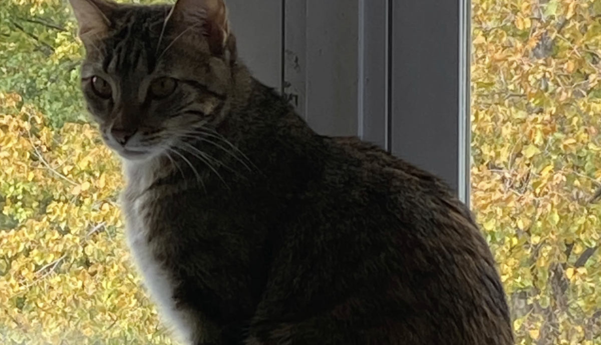 cat in front of a window