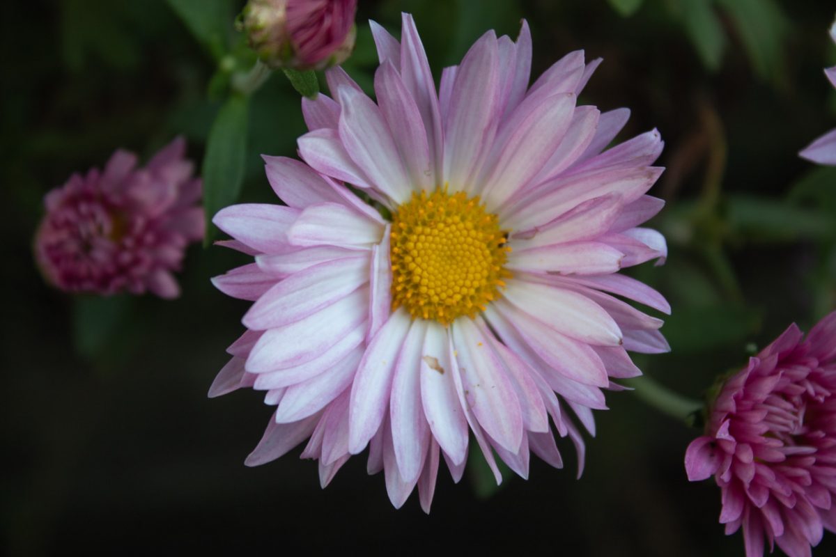 Photograph of a flower with pink petals