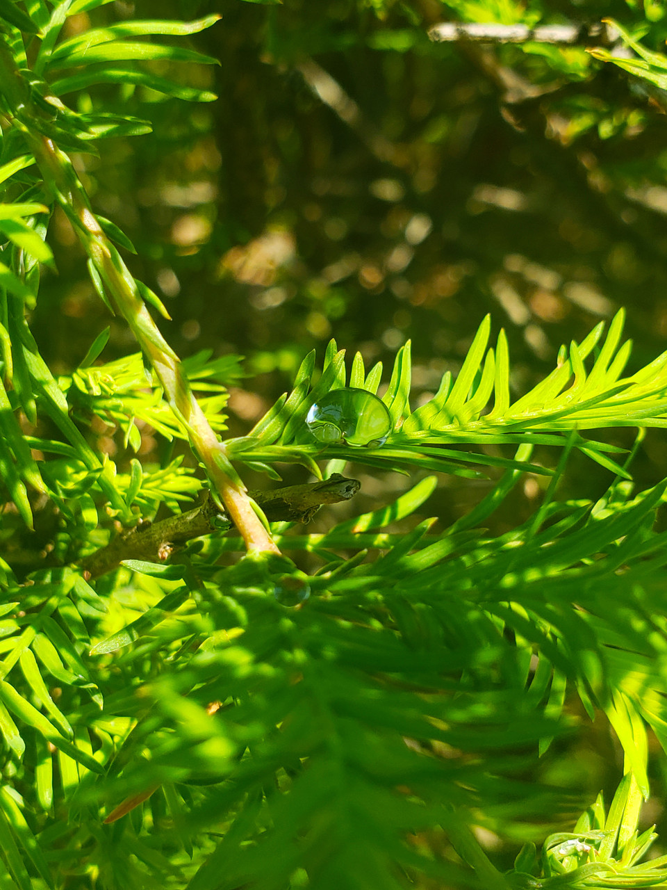 Digital image of a water drop surrounded by greenery