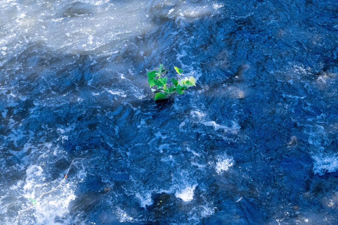 River with a plant in it