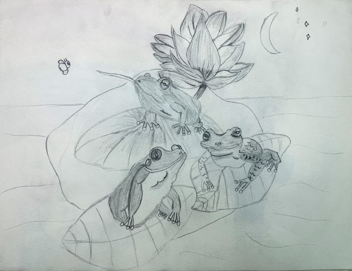 Pencil drawing of frogs on leaves with a flower.