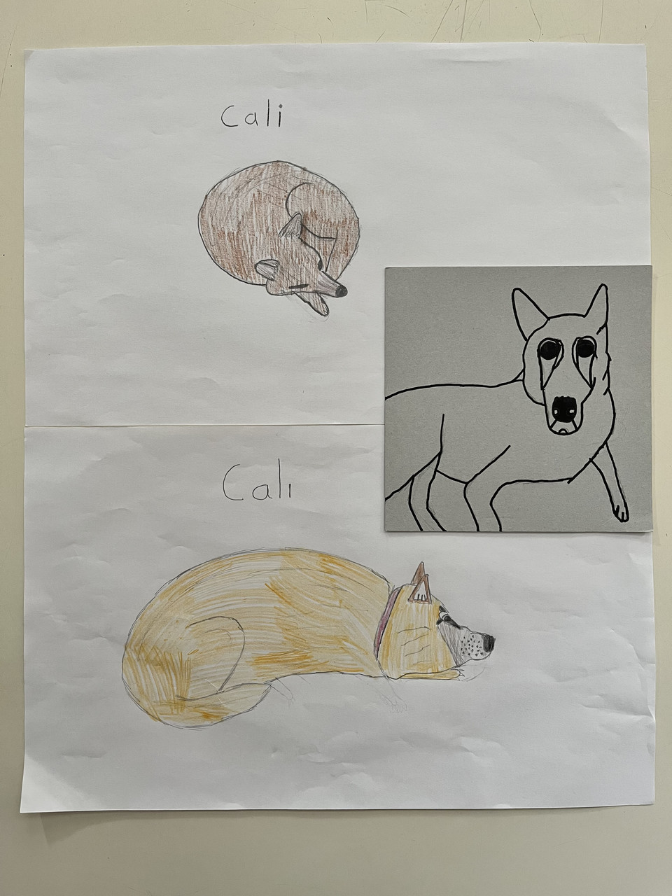 drawing of dog in three sitting positions