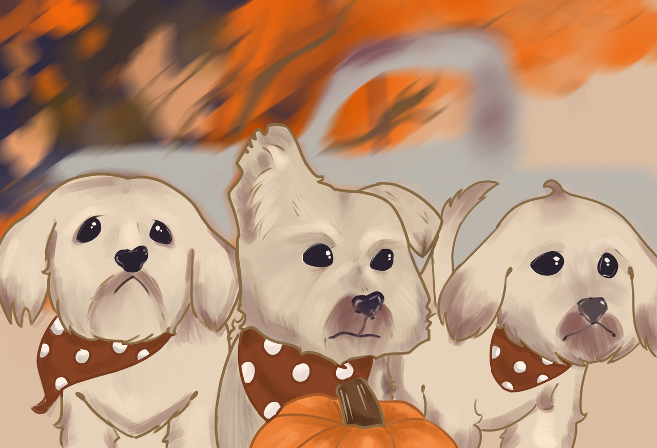 3 white dogs with red and white polka dot bandanas around their necks.