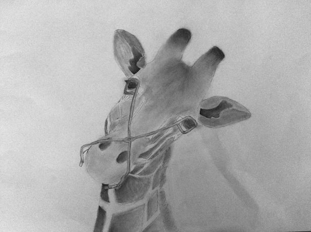 Pencil drawing of a giraffe with its head tilted