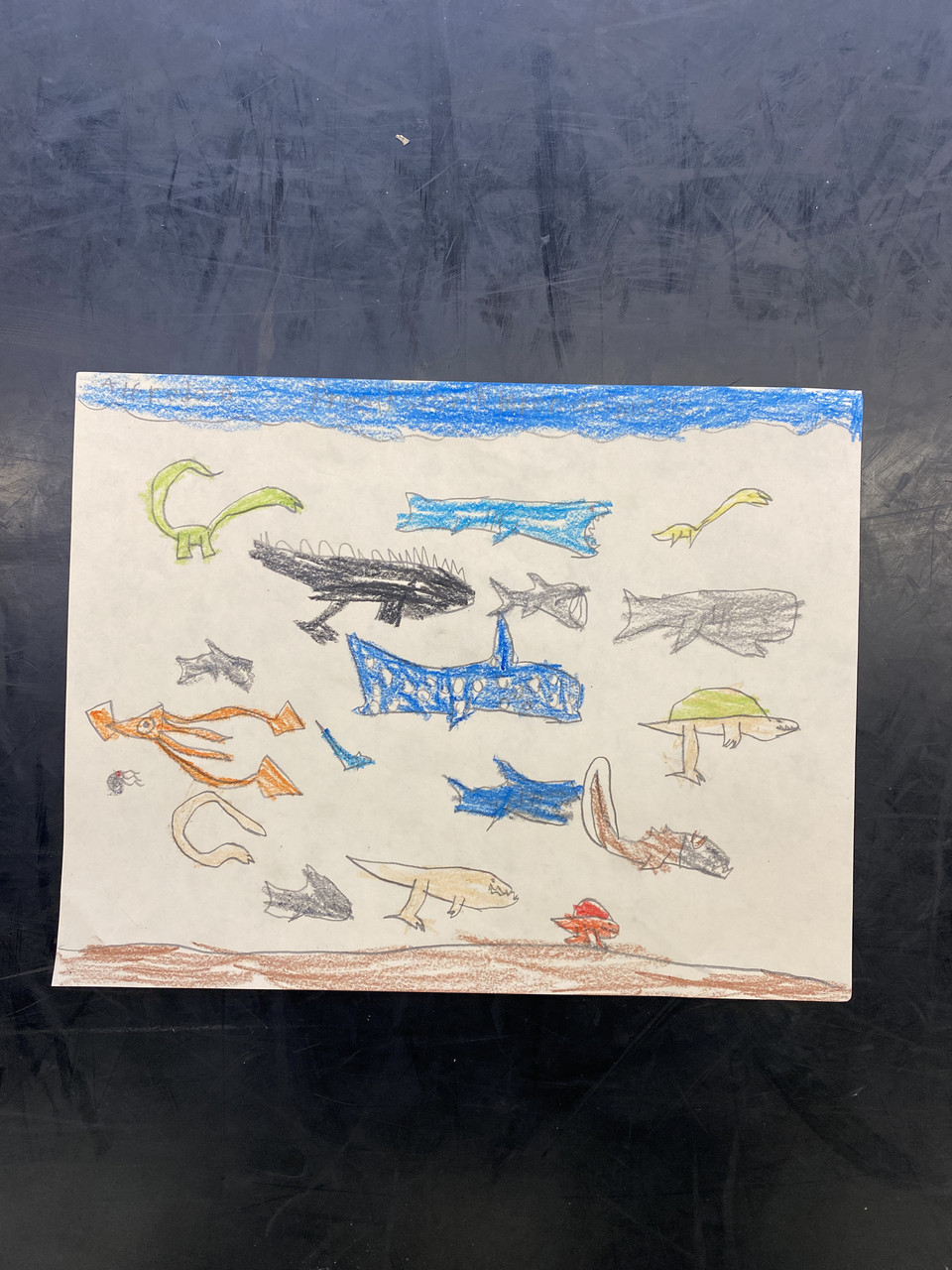 A variety of sea creatures